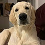 dog, golden_retriever, pet, indoor, close_up, canine, fur, animal, mammal, portrait, couch, relaxed, friendly, domestic, companion, household, cute, face, soft_light, calm