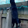 Nox joined the competition — help win amazing prizes! black_cat, cat, animal, pet, fence, wooden_fence, outdoor, curious, standing, hind_legs, backyard, mesh_screen, building, urban, daylight, quiet, alone, nature, fur, tail