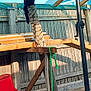 black_cat, scratching_post, fence, backyard, umbrella, wooden_fence, garden_hose, pet_carrier, outdoor, sunlight, wooden_structure, gravel, cat, animal, pet, shade, pole, green_hose, wood, daytime