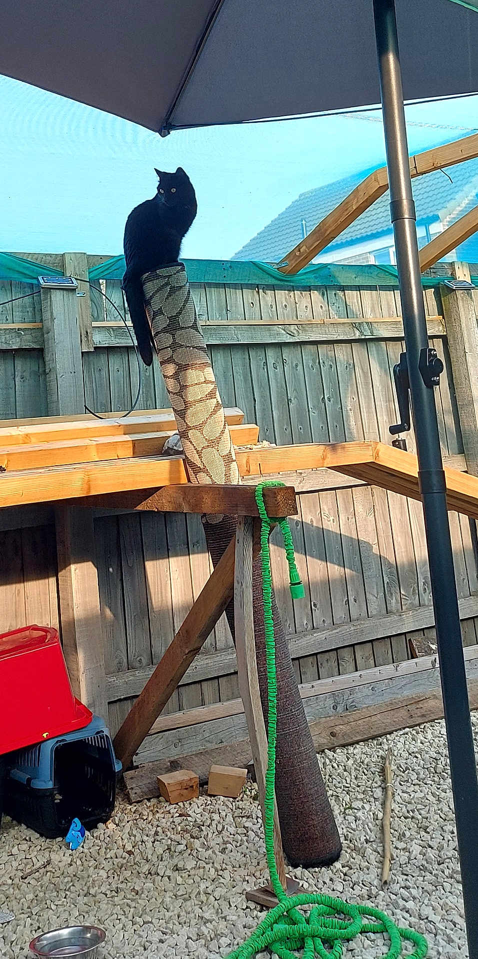 Nox joined the competition — help win amazing prizes! black_cat, scratching_post, fence, backyard, umbrella, wooden_fence, garden_hose, pet_carrier, outdoor, sunlight, wooden_structure, gravel, cat, animal, pet, shade, pole, green_hose, wood, daytime