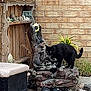 Nox is registered to the contest to win money with this photo: black_cat, garden, sculpture, outdoor, plants, gravel, ornamental, decor, brick_wall, wooden_shelf, statue, cat, animal, nature, pet, feline, eyes, tail, curious, backyard