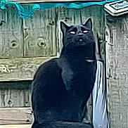 Nox is registered to the contest to win money with this photo: black_cat, cat, animal, pet, fence, wooden_fence, outdoor, perched, sitting, eyes, tail, mystery, alone, daylight, quiet, nature, domestic_cat, feline, watchful, still