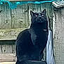black_cat, cat, animal, pet, fence, wooden_fence, outdoor, perched, sitting, eyes, tail, mystery, alone, daylight, quiet, nature, domestic_cat, feline, watchful, still