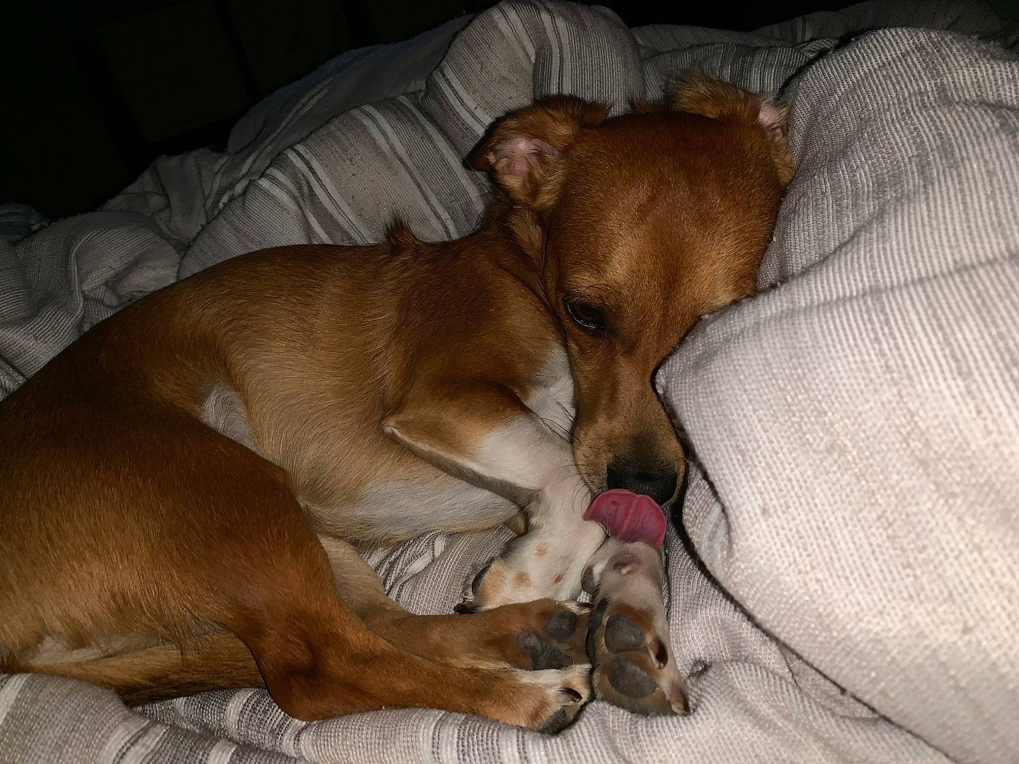 Wrigley is registered to the contest to win money with this photo: canidae, carnivore, companion_dog, dog, dog_breed, fawn, mammal, nap, podenco_canario, puppy, puppy_love, snout, sporting_group, vizsla