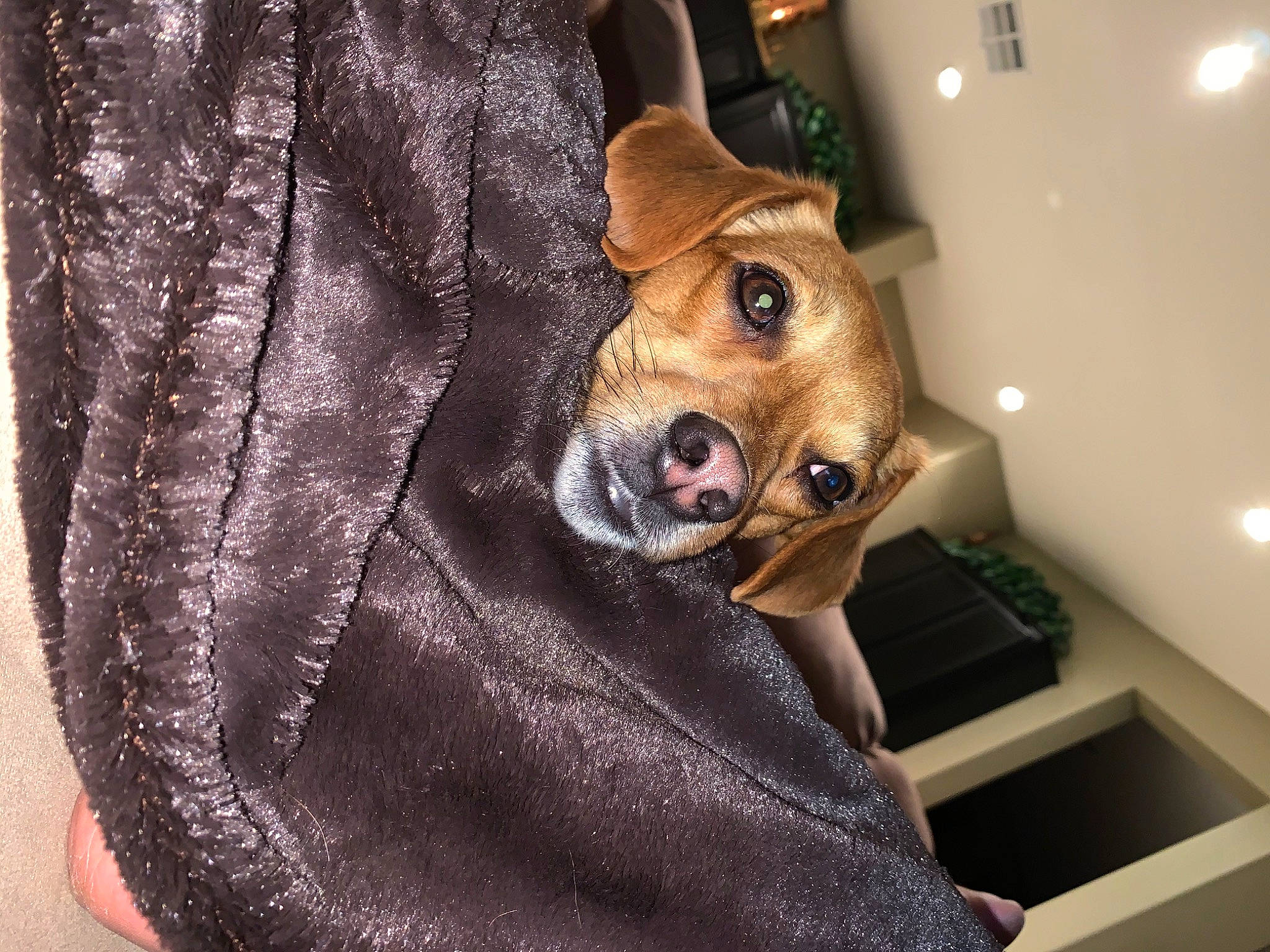 Wrigley joined the competition — help win amazing prizes! american_staffordshire_terrier, canidae, carnivore, companion_dog, dog, dog_breed, ear, fawn, mammal, non_sporting_group, nose, puggle, puppy, puppy_love, snout, whiskers