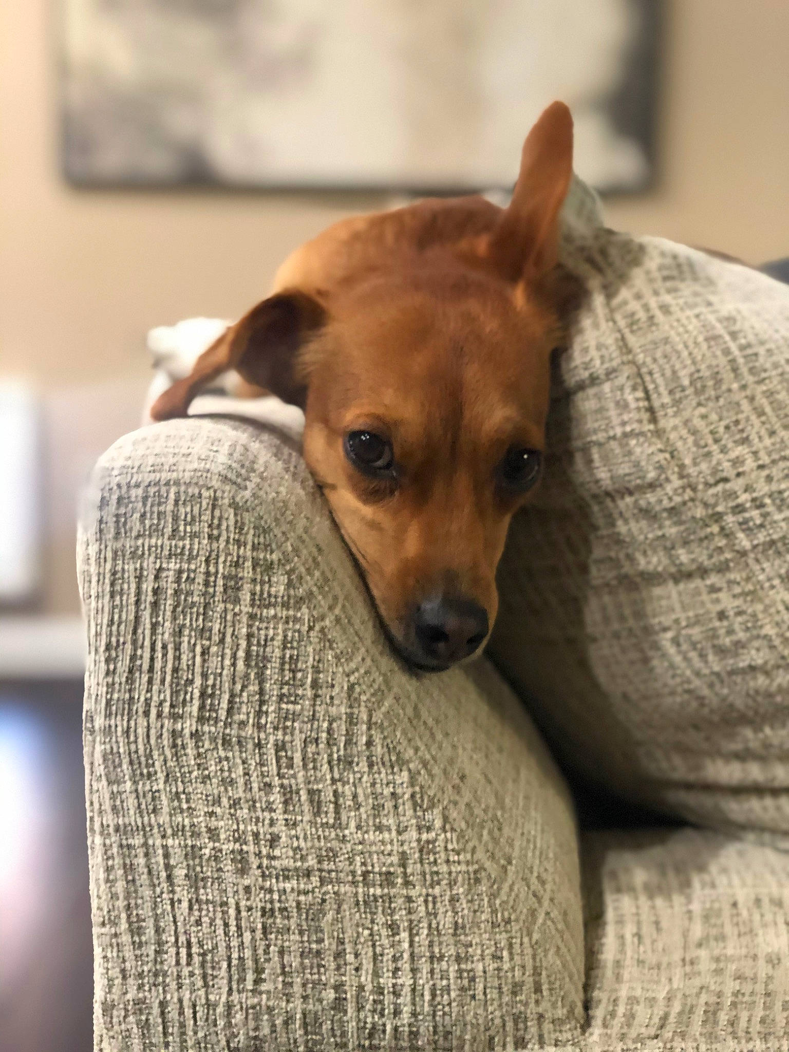 Wrigley joined the competition — help win amazing prizes! canidae, carnivore, companion_dog, dog, dog_breed, fawn, feist, mammal, miniature_pinscher, puppy, rat_terrier, snout, toy_dog, vertebrate