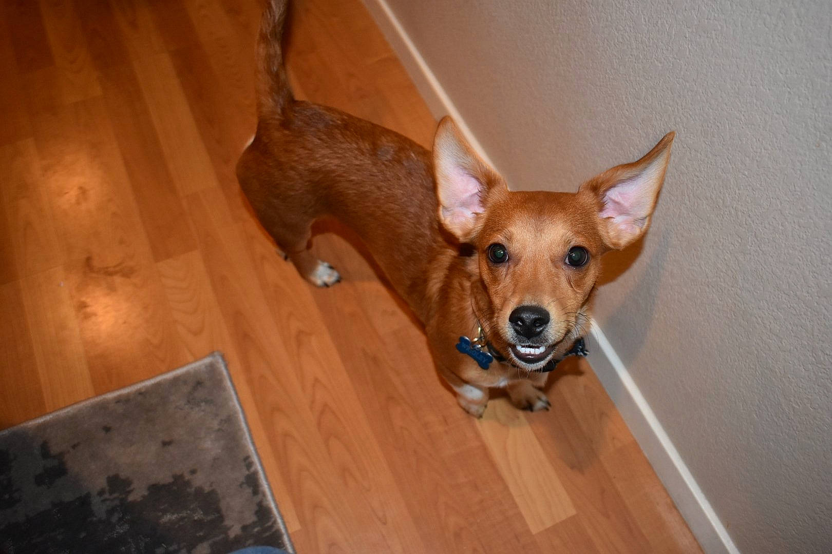Wrigley joined the competition — help win amazing prizes! basenji, canidae, carnivore, carolina_dog, chihuahua, corgi_chihuahua, dog, dog_breed, fawn, floor, flooring, hardwood, mammal, snout, vertebrate