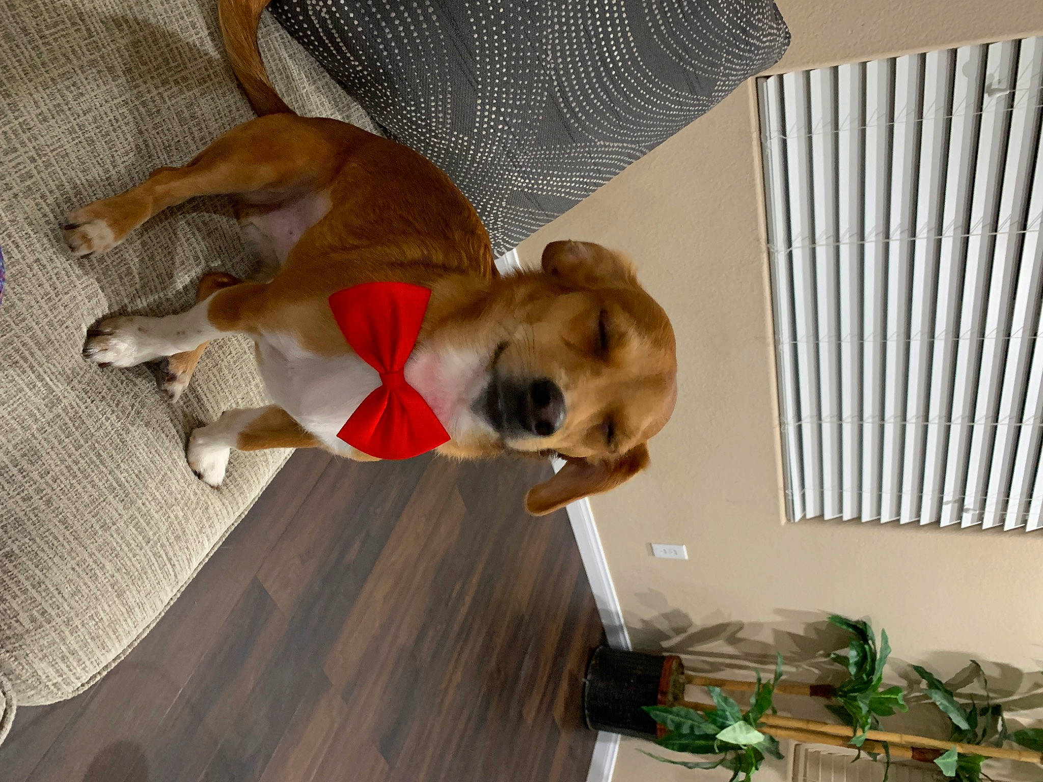 Wrigley joined the competition — help win amazing prizes! canidae, carnivore, companion_dog, dog, dog_breed, fawn, puppy, sporting_group