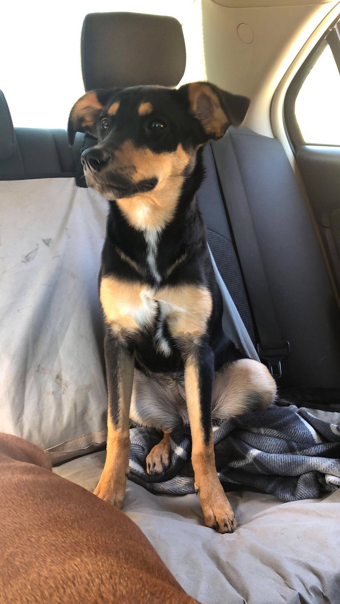 Kimber joined the competition — help win amazing prizes! canidae, carnivore, collar, comfort, companion_dog, dog, dog_breed, dog_supply, fawn, fur, guard_dog, paw, pinscher, snout, sporting_group, toy_dog, whiskers, window, working_animal, working_dog