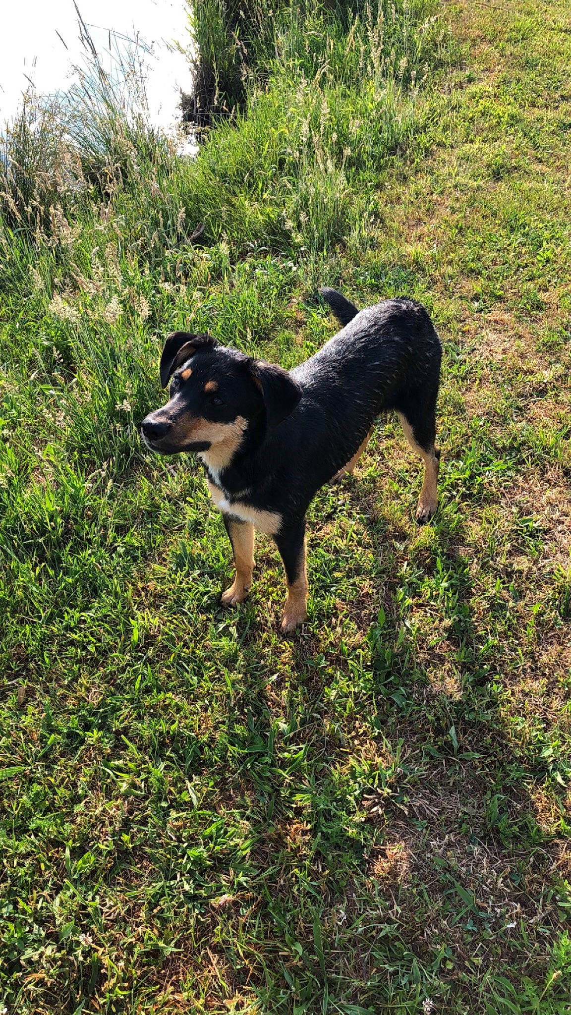 Kimber joined the competition — help win amazing prizes! ball, canidae, carnivore, companion_dog, dog, dog_breed, grass, herding_dog, hunting_dog, plant, snout, sporting_group, tail, terrestrial_animal, tree, working_animal, working_dog