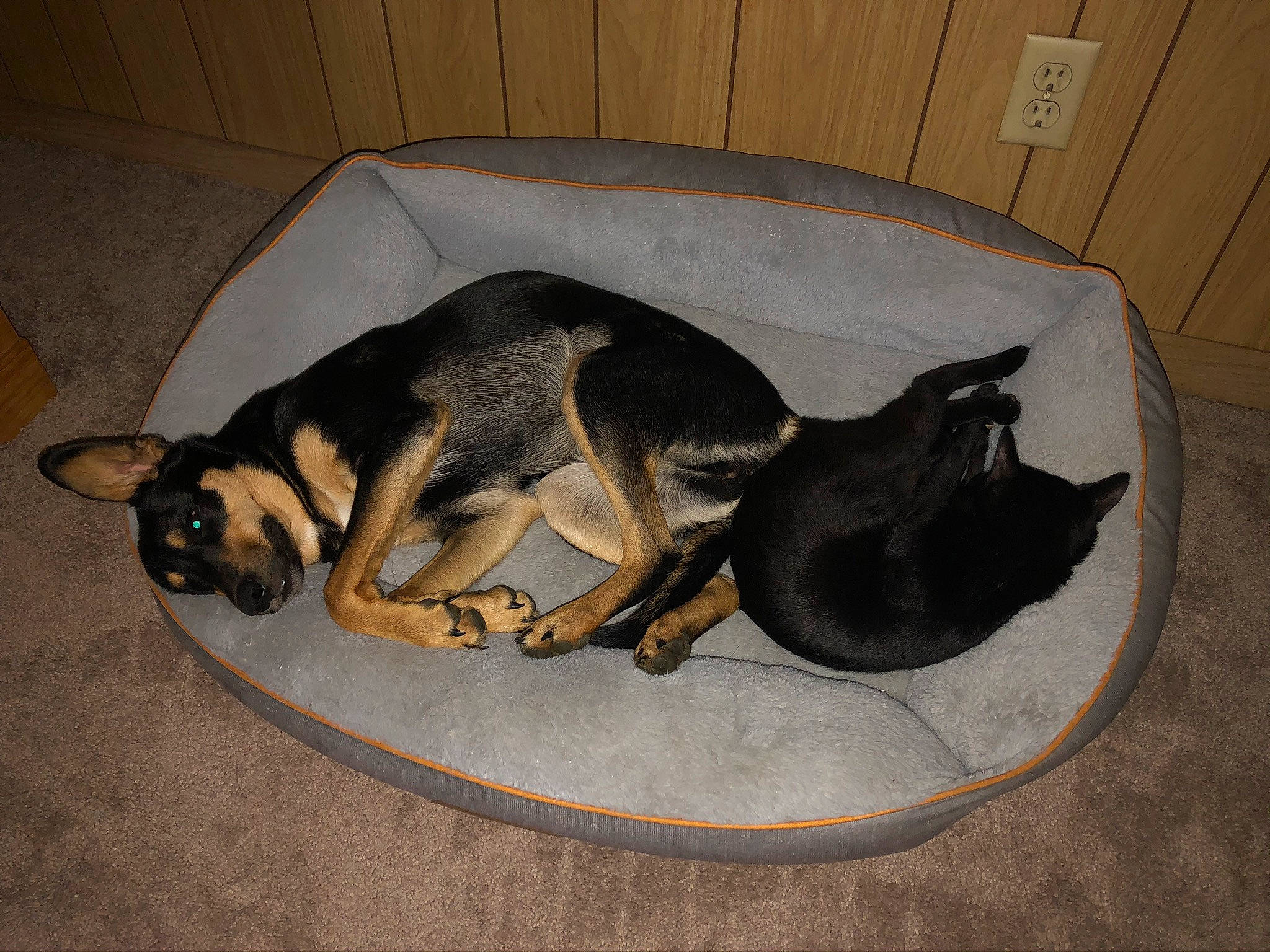 Kimber is registered to the contest to win money with this photo: canidae, carnivore, comfort, companion_dog, dog, dog_bed, dog_breed, dog_supply, fawn, fur, guard_dog, nap, paw, pet_supply, snout, sporting_group, tail, working_animal, working_dog