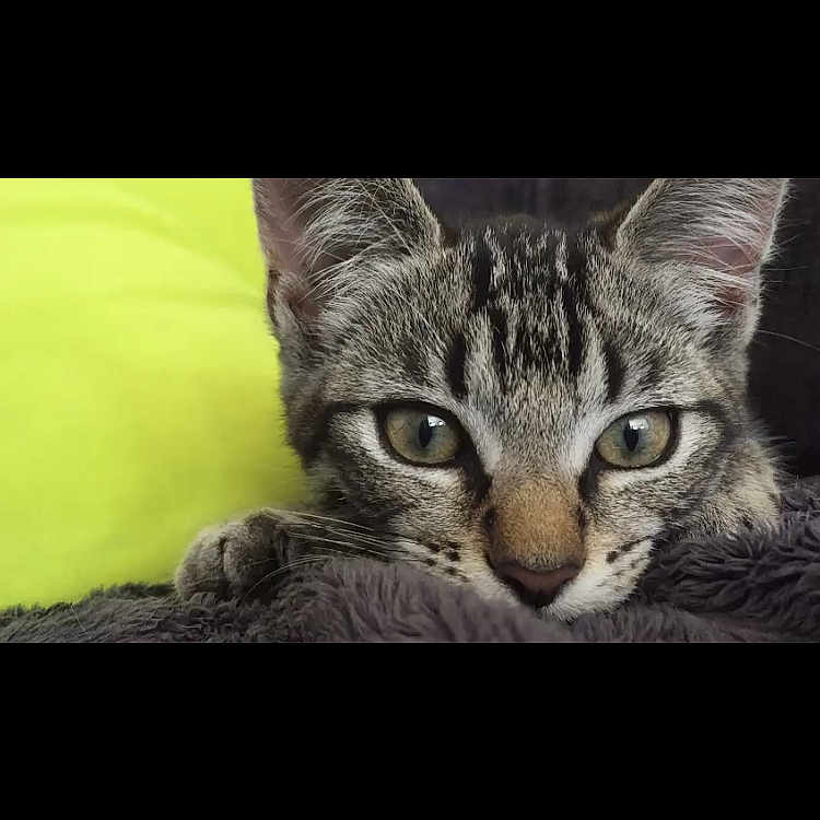 Skagen a rejoint le concours — aidez-le/la à gagner de superbes lots ! animal, blanket, cat, close_up, curious, cute, ears, eyes, face, feline, fur, indoor, kitten, pet, resting, soft, tabby, whiskers, yellow_background, young