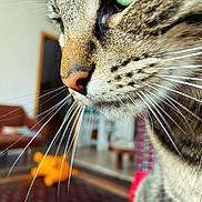 Skagen participe au concours pour gagner de l'argent avec cette photo : cat, close_up, tabby, whiskers, nose, green_eye, indoor, feline, pet, domestic_animal, living_room, furniture, blurred_background, carpet, chair, table, soft_light, animal_portrait, focus, cute
