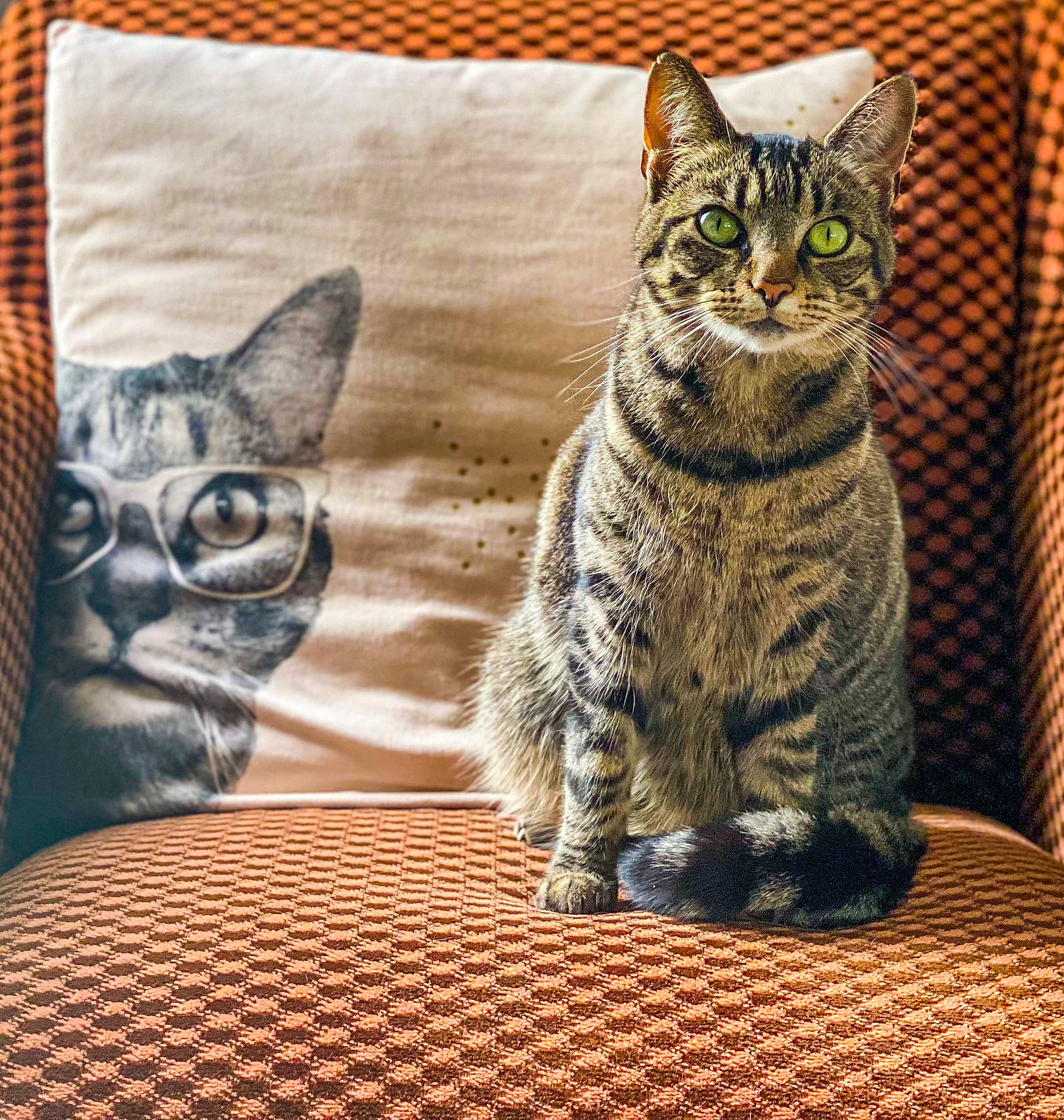 Skagen a rejoint le concours — aidez-le/la à gagner de superbes lots ! animal, cat, chair, closeup, cushion, cute, decor, feline, fur, green_eyes, home, indoor, pattern, pet, pillow, portrait, sitting, tabby_cat, texture, whiskers