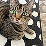 Skagen participe au concours pour gagner de l'argent avec cette photo : alert, animal, black_and_white, cat, close_up, curious, cute, domestic_cat, floor, fur, green_eyes, indoor, mammal, pet, polka_dot_rug, portrait, sitting, striped_fur, tabby_cat, whiskers