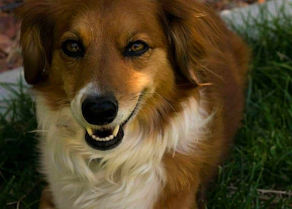 Cocoa is registered to the contest to win money with this photo: canidae, carnivore, companion_dog, dog, dog_breed, fawn, fur, mammal, snout, sporting_group, tongue, vertebrate, whiskers, working_animal, working_dog