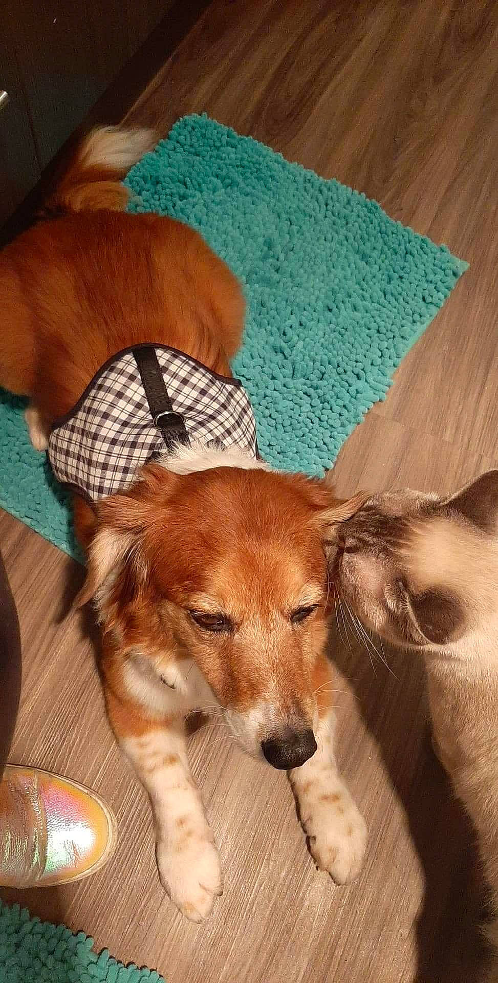 Cocoa is registered to the contest to win money with this photo: canidae, carnivore, companion_dog, dog, dog_breed, dog_supply, fawn, flooring, fur, home_accessories, liver, mat, pet_supply, snout, sporting_group, teal, turquoise, whiskers, working_animal, working_dog