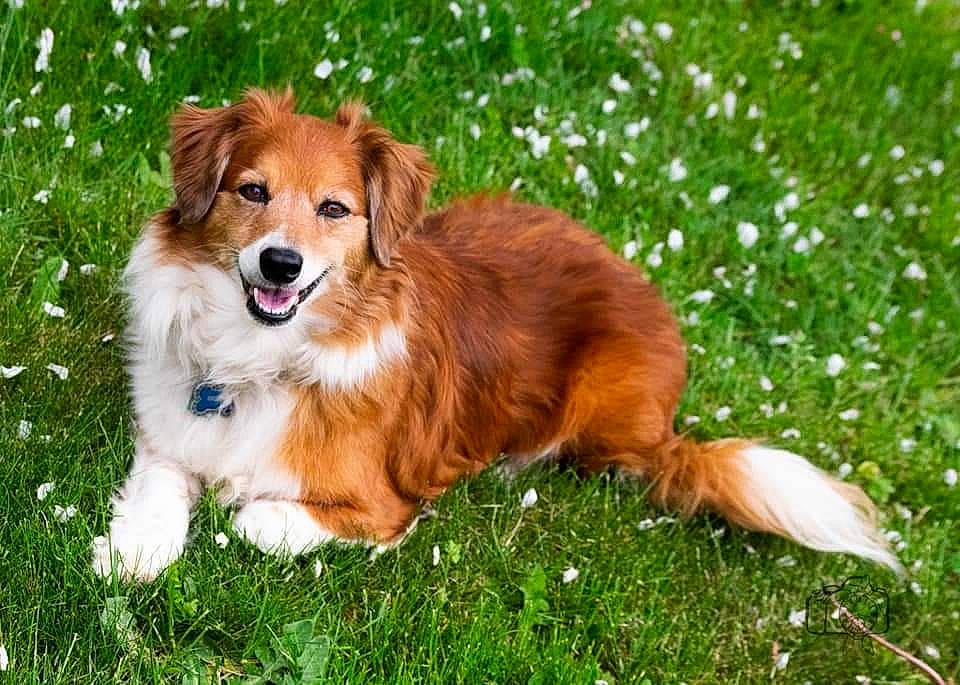 Cocoa is registered to the contest to win money with this photo: basque_shepherd_dog, canidae, carnivore, companion_dog, dog, dog_breed, fawn, field, fur, grass, grass_family, groundcover, herding_dog, liver, mammal, meadow, sporting_group, whiskers, working_animal, working_dog