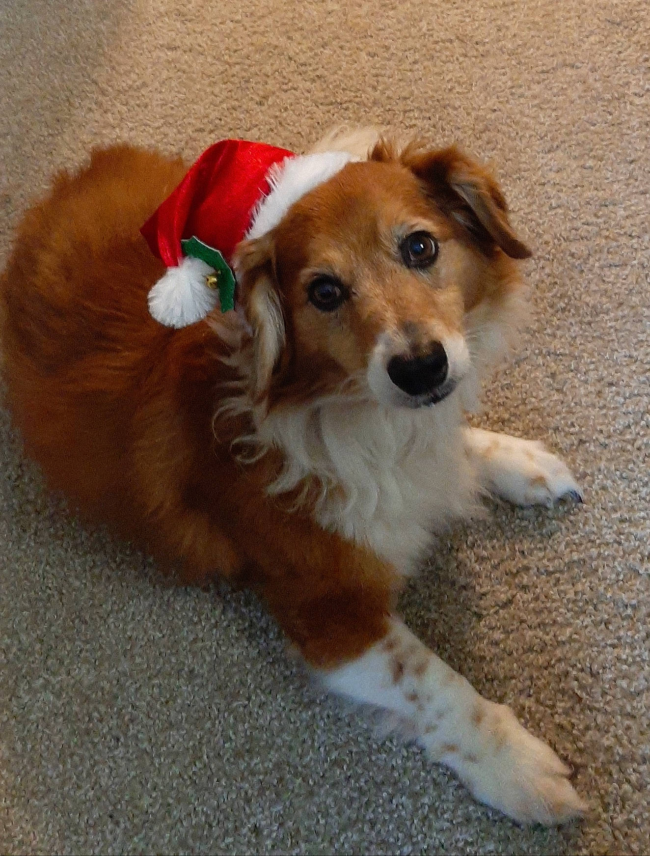 Cocoa joined the competition — help win amazing prizes! canidae, carnivore, collar, companion_dog, dog, dog_breed, dog_clothes, dog_collar, dog_supply, fawn, fur, liver, mammal, pembroke_welsh_corgi, pet_supply, snout, sporting_group, tail, whiskers, working_animal