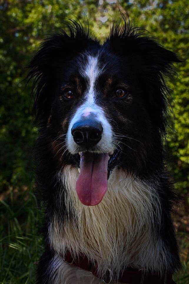 Ioda participe au concours pour gagner de l'argent avec cette photo : australian_collie, australian_shepherd, basque_shepherd_dog, border_collie, canidae, carnivore, collie, companion_dog, dog, dog_breed, english_shepherd, herding_dog, mammal, rare_breed_dog, scotch_collie, snout, sporting_group, vertebrate, welsh_sheepdog, working_dog