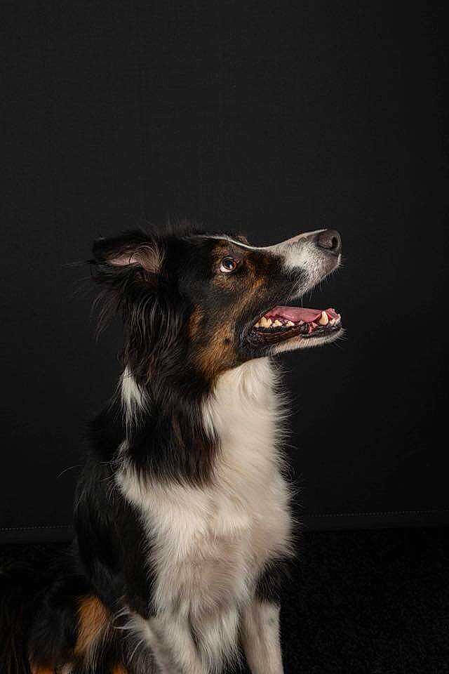 Ioda participe au concours pour gagner de l'argent avec cette photo : australian_collie, australian_shepherd, border_collie, borzoi, canidae, carnivore, collie, companion_dog, dog, dog_breed, longhaired_whippet, mammal, rare_breed_dog, rough_collie, scotch_collie, silken_windhound, vertebrate