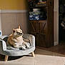 Nala joined the competition — help win amazing prizes! armchair, books, brown, calm, comfort, cozy, decorative_boxes, dog, furniture, home_interior, indoor, miniature_houses, pet, quiet, relaxed, shadow, sunlight, tile_floor, white_dog, wooden_cabinet