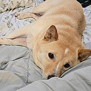 Nala is registered to the contest to win money with this photo: animal, bed, blanket, comfort, cozy, cream_colored, cute, dog, domestic, ears, face, fur, home, indoor, lying_down, pet, pillow, relaxed, resting, sleepy