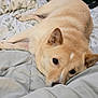 animal, bed, blanket, comfort, cozy, cream_colored, cute, dog, domestic, ears, face, fur, home, indoor, lying_down, pet, pillow, relaxed, resting, sleepy