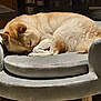 Nala is registered to the contest to win money with this photo: armchair, brown, comfort, cozy, cream, curled_up, cushion, dog, fur, furniture, home, indoor, light, peaceful, pet, quiet, relaxed, resting, sleeping, sunlight