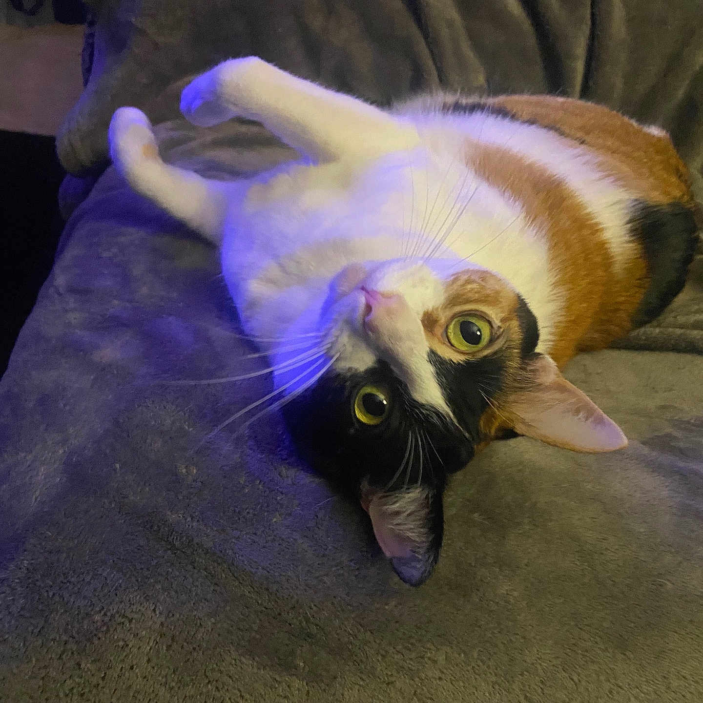 Roxanne