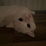 Millie joined the competition — help win amazing prizes! cat, white_cat, feline, pet, indoor, wooden_floor, whiskers, cute, portrait, low_light, cozy, lying_down, upside_down, ears, pink_nose, curious, eyes, fur, domestic_cat, close_up