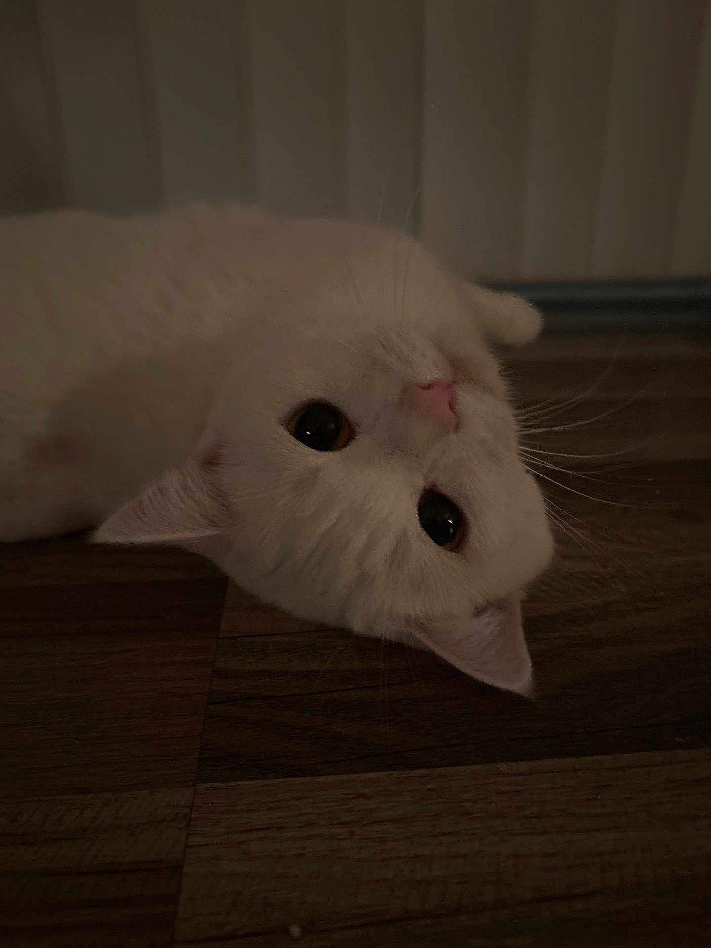Millie joined the competition — help win amazing prizes! cat, white_cat, feline, pet, indoor, wooden_floor, whiskers, cute, portrait, low_light, cozy, lying_down, upside_down, ears, pink_nose, curious, eyes, fur, domestic_cat, close_up