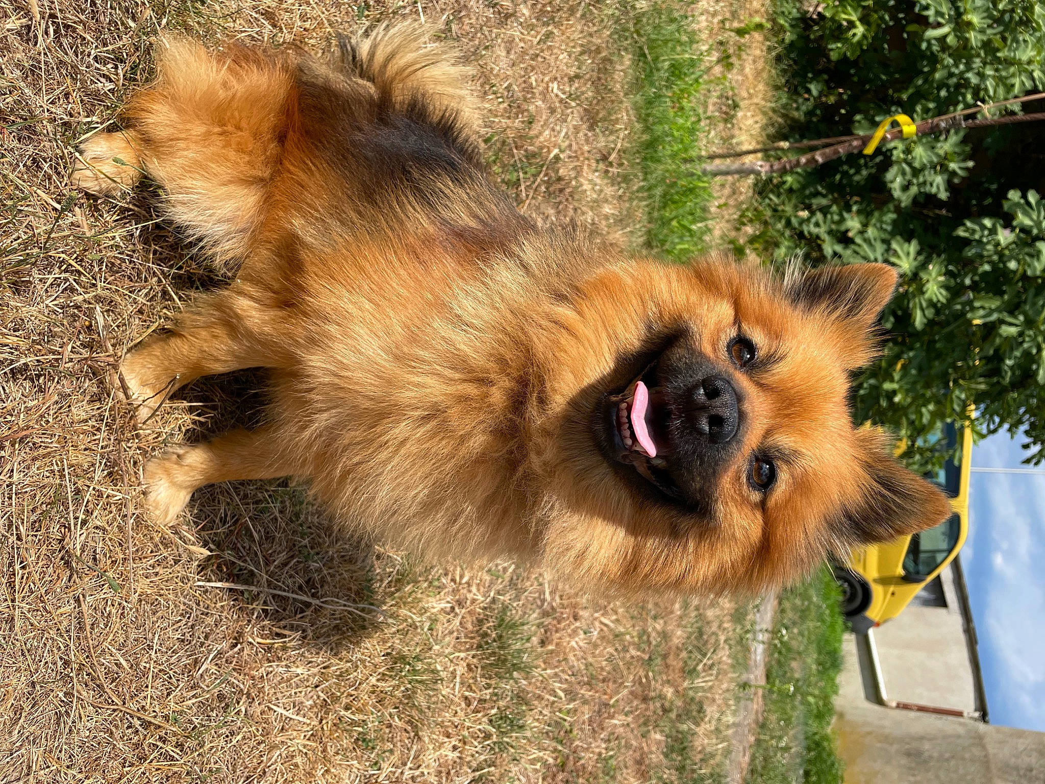 Teddy participe au concours pour gagner de l'argent avec cette photo : ancient_dog_breeds, carnivore, companion_dog, dog, dog_breed, fur, german_spitz, german_spitz_klein, grass, liver, old_german_shepherd_dog, paw, plant, soil, spitz, sporting_group, terrestrial_animal, working_animal, working_dog