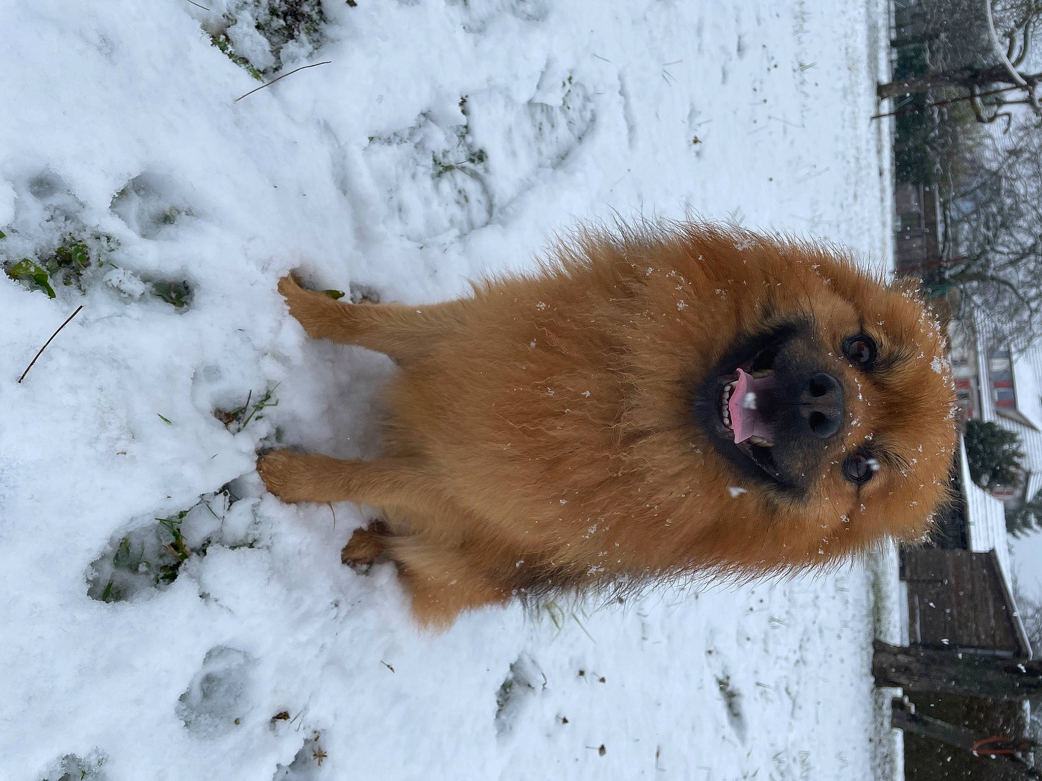 Teddy participe au concours pour gagner de l'argent avec cette photo : canidae, carnivore, companion_dog, dog, dog_breed, fawn, freezing, fur, liver, snout, snow, sporting_group, terrestrial_animal, tree, winter, working_animal