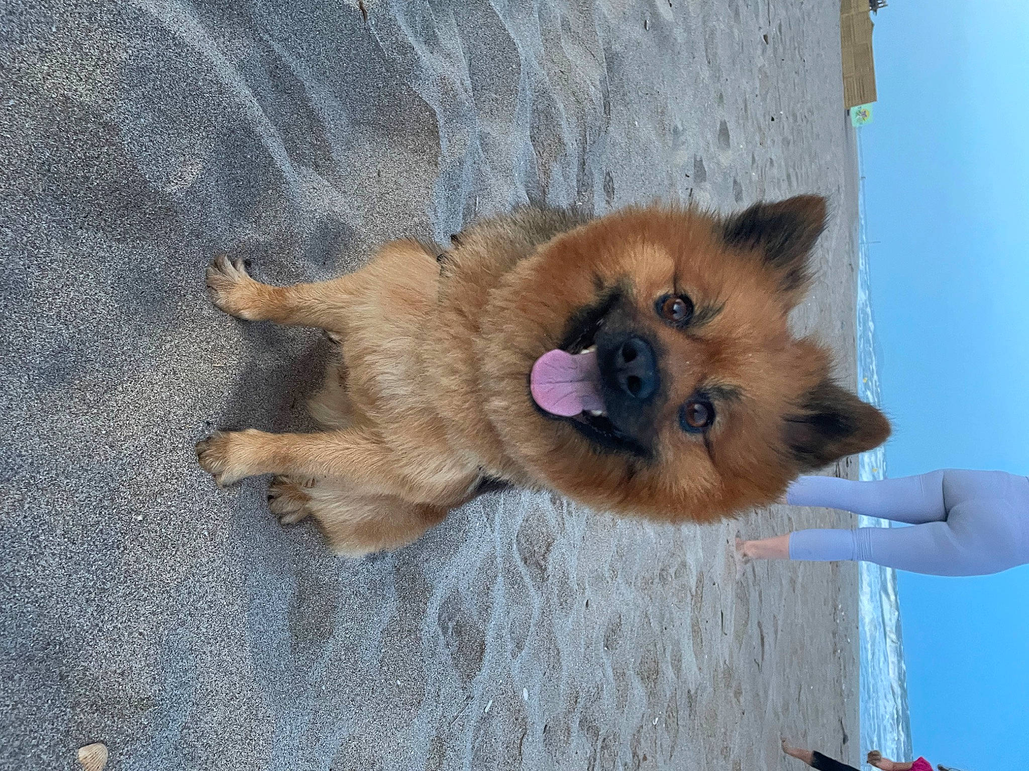 Teddy participe au concours pour gagner de l'argent avec cette photo : canidae, carnivore, companion_dog, dog, dog_breed, dog_supply, electric_blue, fawn, fur, german_spitz_mittel, liver, non_sporting_group, paw, sky, snout, spitz, sporting_group, tail, working_animal