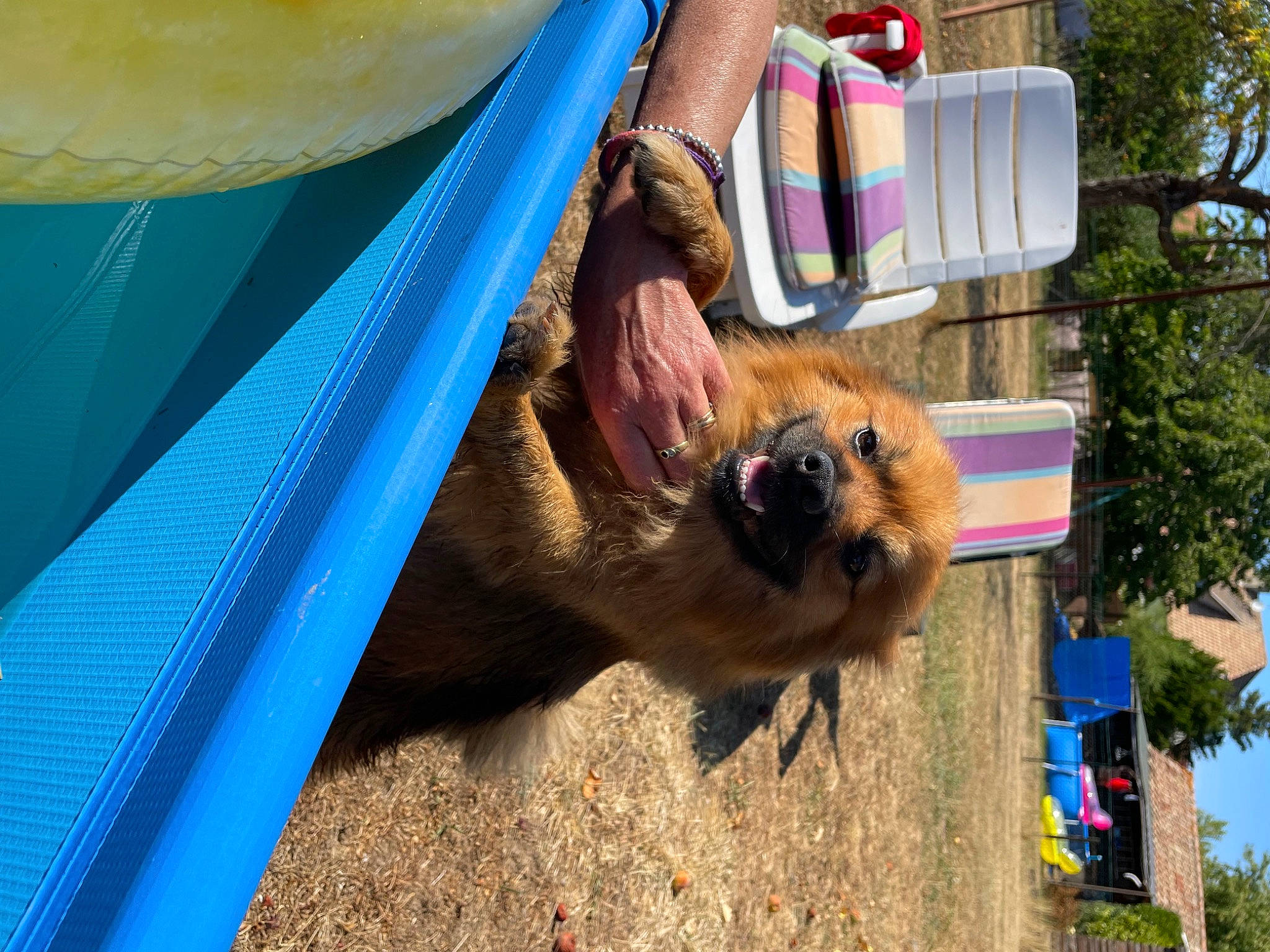 Teddy participe au concours pour gagner de l'argent avec cette photo : carnivore, companion_dog, dog, dog_breed, electric_blue, fawn, foot, fun, fur, human_leg, leisure, magenta, plant, shorts, sporting_group, sunglasses, tent, thigh, tree