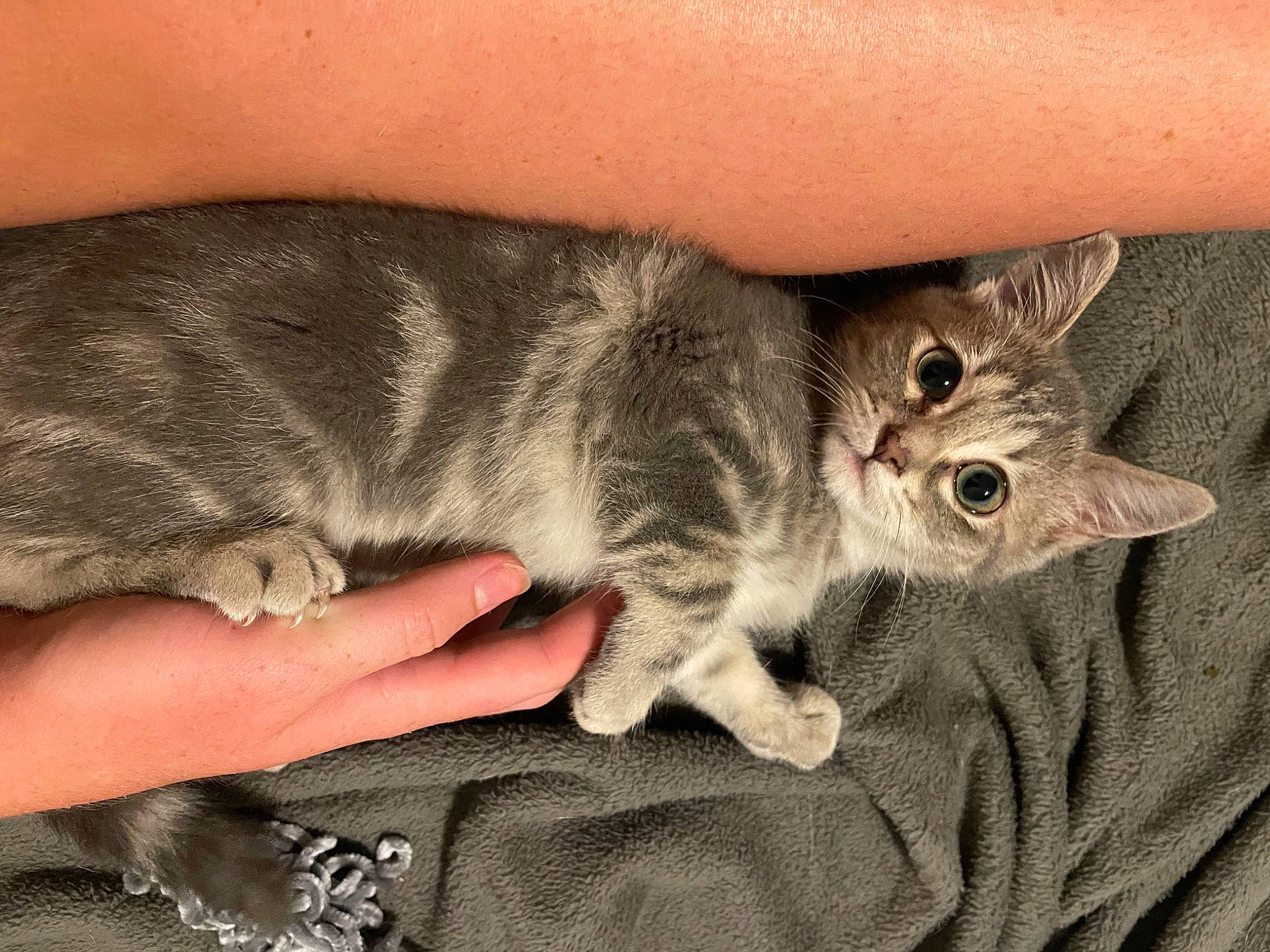 Trixie a rejoint le concours — aidez-le/la à gagner de superbes lots ! carnivore, cat, claw, devon_rex, domestic_short_haired_cat, ear, felidae, fur, gesture, nap, paw, small_to_medium_sized_cats, snout, tail, whiskers