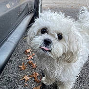 Pelusa is registered to the contest to win money with this photo: dog, white_dog, fluffy, curious, tongue_out, gravel, car, autumn_leaves, outdoor, pet, small_dog, cute, animal, fur, close_up, portrait, sidewalk, nature, daylight, paw