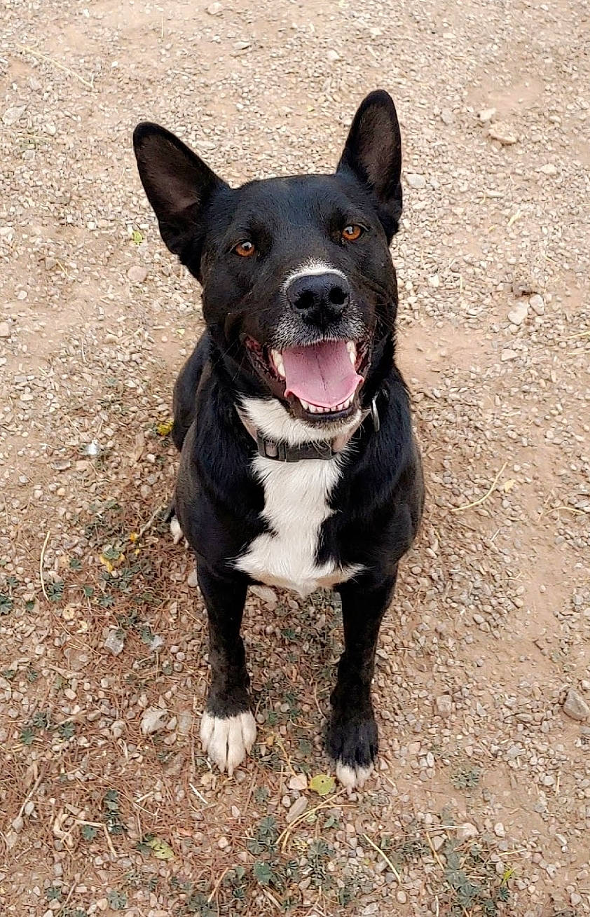 Duke is registered to the contest to win money with this photo: bull_and_terrier, canidae, carnivore, collar, companion_dog, dog, dog_breed, dog_collar, eye, fawn, hunting_dog, leash, non_sporting_group, paw, snout, sporting_group, terrestrial_animal, whiskers, working_animal, working_dog