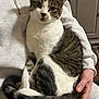 Calie participe au concours pour gagner de l'argent avec cette photo : cat, tabby_cat, white_fur, person, hand, lap, indoor, sitting, pet, feline, cozy, comfort, clothing, sweatshirt, pants, domestic, animal, resting, household, relaxation