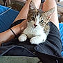kitten, cat, pet, animal, indoor, person, lap, legs, black_shorts, green_shirt, fur, whiskers, ears, eyes, face, paws, furniture, table, cozy, relaxed