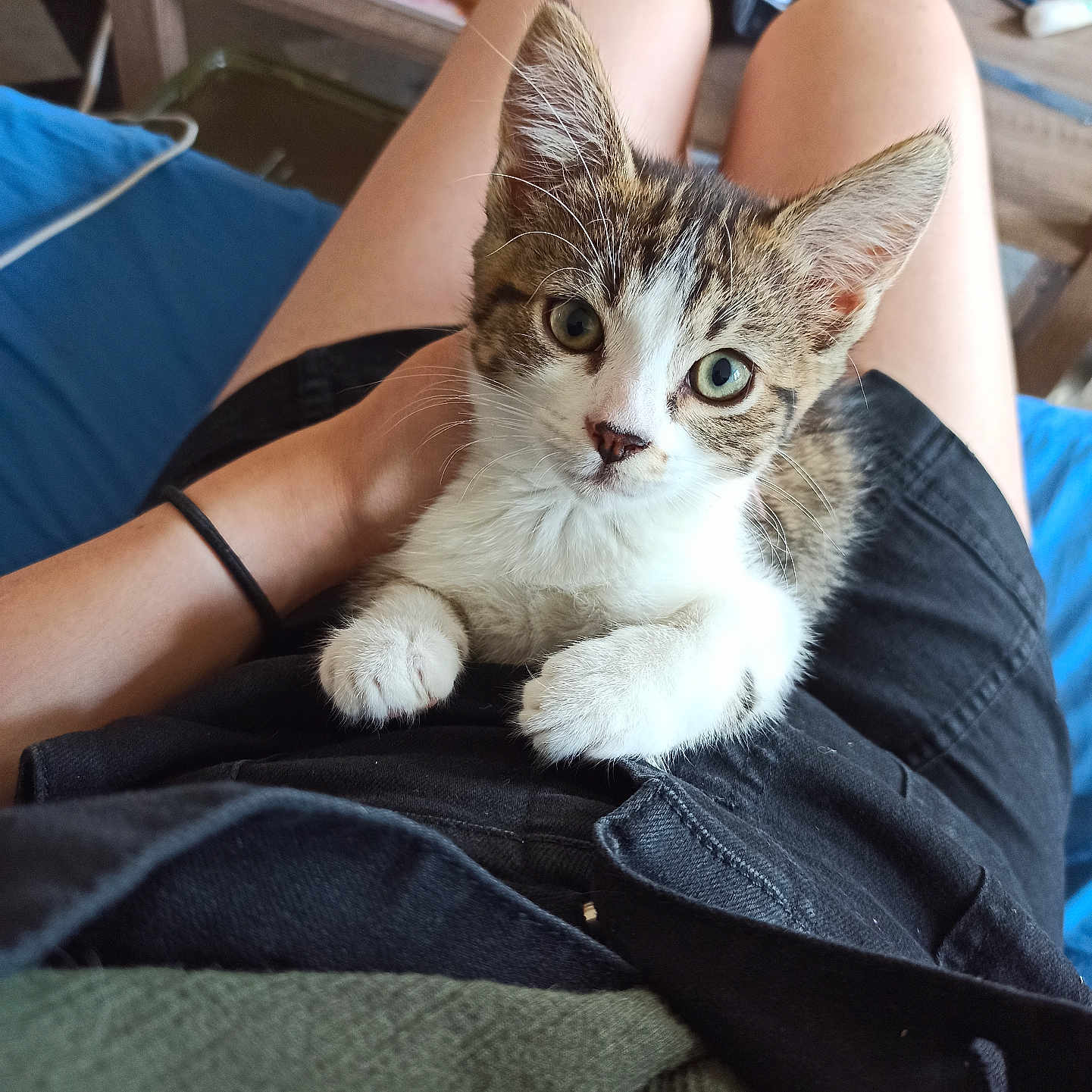 Calie participe au concours pour gagner de l'argent avec cette photo : animal, black_shorts, cat, cozy, ears, eyes, face, fur, furniture, green_shirt, indoor, kitten, lap, legs, paws, person, pet, relaxed, table, whiskers