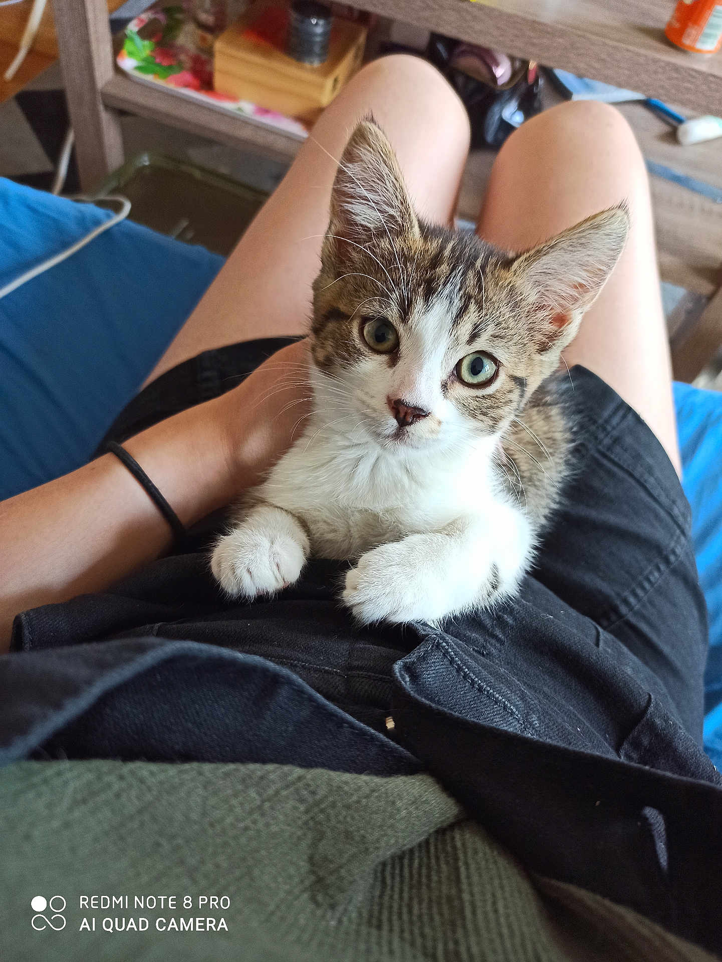 Calie participe au concours pour gagner de l'argent avec cette photo : kitten, cat, pet, animal, indoor, person, lap, legs, black_shorts, green_shirt, fur, whiskers, ears, eyes, face, paws, furniture, table, cozy, relaxed