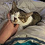 Calie a rejoint le concours — aidez-le/la à gagner de superbes lots ! cat, tabby_cat, hand, blanket, bed, comfort, domestic_cat, feline, indoor, pet, resting, soft, white, gray, striped, relaxed, sleepy, human_hand, watching_tv, cozy