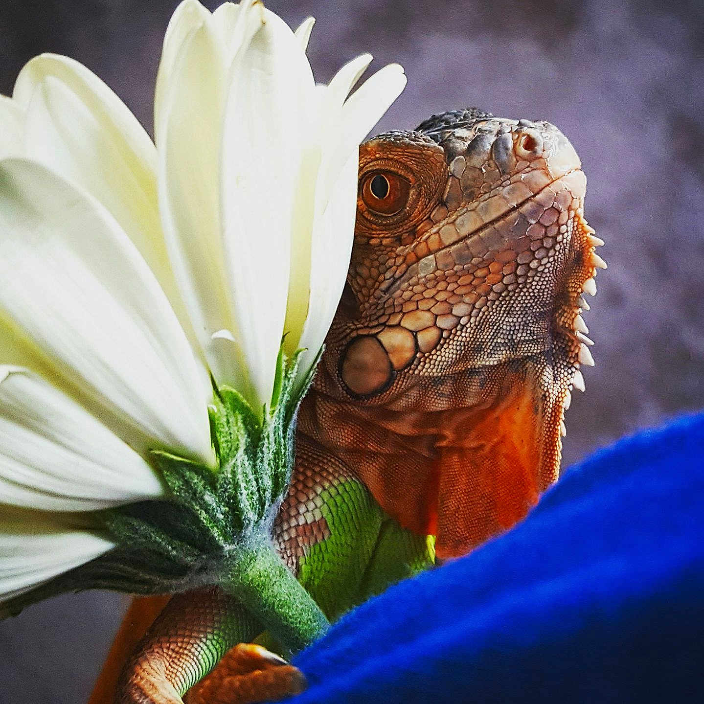 Mr. Drogon