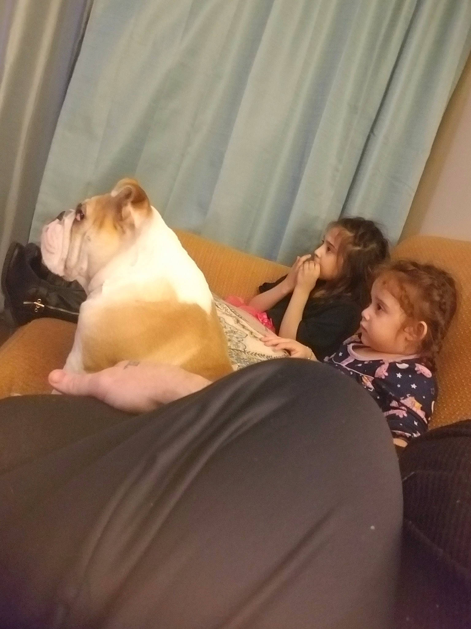 Ms. Victoria Gotti  is registered to the contest to win money with this photo: abdomen, american_bulldog, american_pit_bull_terrier, bulldog, canidae, carnivore, comfort, companion_dog, dog, dog_breed, fawn, leg, mouth, non_sporting_group, person, trunk