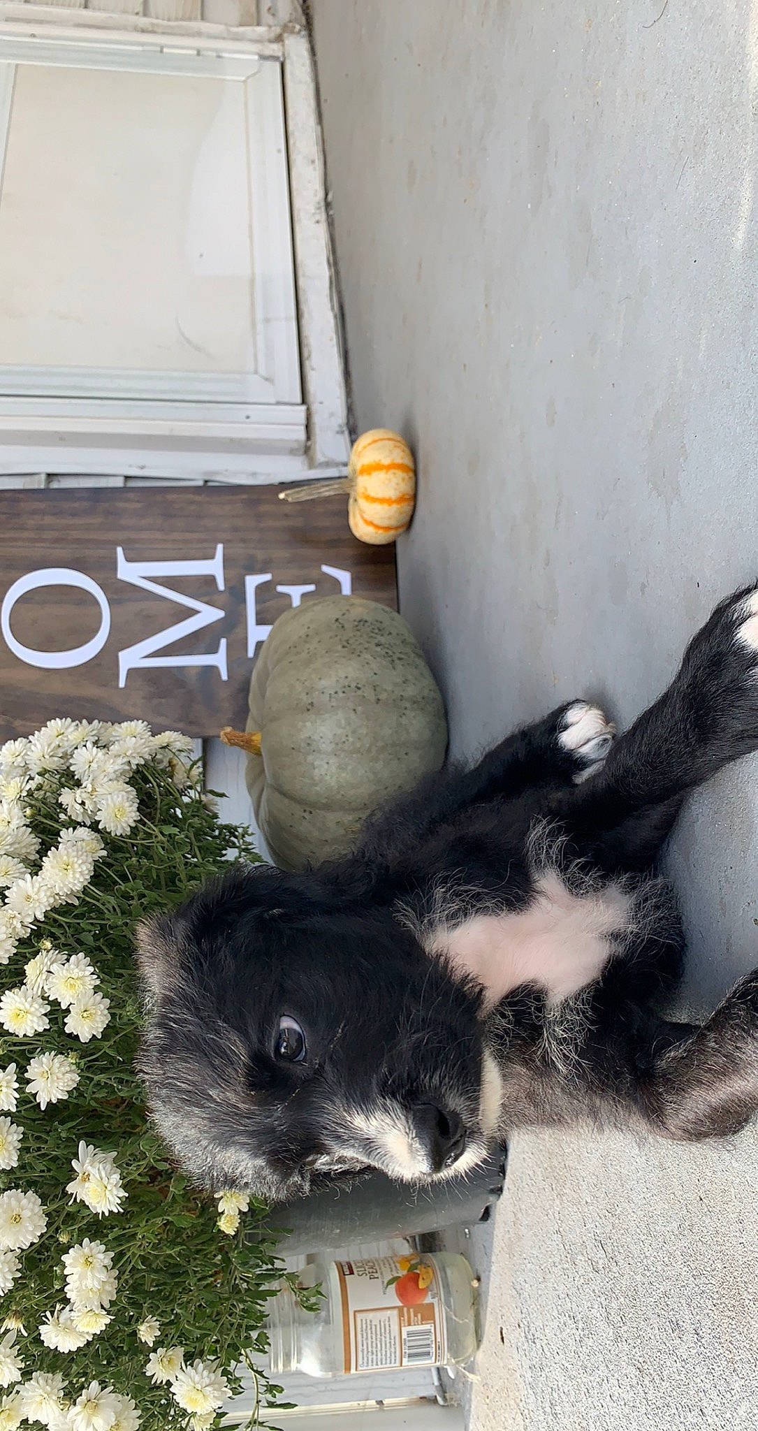 Willie is registered to the contest to win money with this photo: canidae, domestic_rabbit, rodent, snout