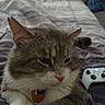 Tom is registered to the contest to win money with this photo: animal, bed, cat, closeup, collar, controller, cute, domestic_animal, ears, feline, fur, gaming, home, indoor, nose, pet, relaxed, resting, striped_bedspread, whiskers