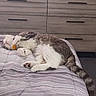 Tom joined the competition — help win amazing prizes! bed, cat, collar, cozy, cute, dorm_room, dresser, feline, fur, gray, indoor, paws, pet, relaxation, resting, sleeping, striped_bedspread, tail, television, white