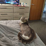 Tom is registered to the contest to win money with this photo: animal, bed, blanket, carpet, cat, cozy, domestic, door, dresser, fur, furniture, gray, home, indoor, pet, quilt, relaxing, room, television, video_game